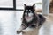 Alaskan Malamute sitting and looking for people