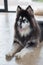 Alaskan Malamute sitting and looking for people