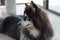 Alaskan Malamute sitting and looking for people