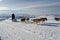 Alaskan malamute sleddog in Alps. Nockberge-longtrail