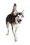 Alaskan Malamute standing, sticking the tongue out, isolated on white