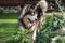 Alaskan Malamute stands in the yard between the plants
