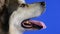 Alaskan Malamute in the studio on a blue background. Close up profile portrait of dog muzzle. The pet looks in front of
