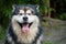 Alaskan Malamute with tongue, summer heat