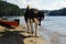 Alaskan malamute walking on a lake shore next to orange kayak on a mountain