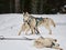 Alaskan malamutes at sleddog competition