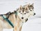 Alaskan malamutes at sleddog competition