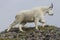 Alaskan Mountain goat