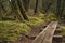 Alaskan rainforest with boardwalk