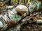 Alaskan Rainforest mushroom