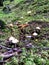 Alaskan Rainforest mushrooms