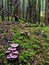 Alaskan Rainforest mushrooms