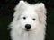 Alaskan Samoyed Puppy