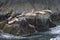 Alaskan sea lions on rocks