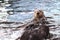 Alaskan sea otter