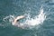 Alaskan Sockeye Salmon hooked on a lure in the Naknek River