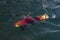 Alaskan Sockeye Salmon hooked on a lure in the Naknek River