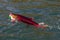 Alaskan Sockeye Salmon hooked on a lure in the Naknek River