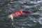 Alaskan Sockeye Salmon hooked on a lure in the Naknek River