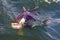 Alaskan Sockeye Salmon hooked on a lure in the Naknek River