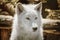 Alaskan Tundra Wolf