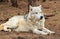 Alaskan Tundra Wolf laying on the ground