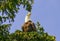 Alaskan wild bald eagle