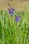 Alaskan Wild Iris in Summer