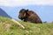 Alaskan Wildlife Conservation Center - Bison