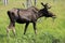 Alaskan Wildlife Conservation Center - Moose