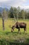 Alaskan Wildlife Conservation Center - Moose