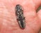 Alaus oculatus, commonly called the eastern eyed click beetle or eyed elater, is a species of click beetle