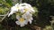 Alba plumeria flowers are bright white.