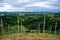 Alba, vineyards of the Langhe