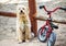 Albacete, Spain, November 3, 2019: Cute little dog tied to a bike waiting at a park to his family. Children playing on playground