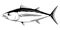 Albacore tuna fish illustration