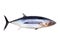 Albacore tuna fish Thunnus Alalunga