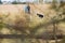 ALBAIRATE MI, ITALY - FEBRUARY 23 2019: a border collie skips an obstacle holding a dumbbell in his mouth during an obedience