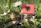 Albanian flag with stack of money coins with grass