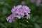 Albanian Soapwort Saponaria sicula var. intermedia Sigurd, pink flowers