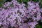 Albanian Soapwort Saponaria sicula var. intermedia Sigurd, sea of lilac-pink flowers