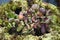 Albany pitcher plants native to western australia