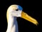 Albatros Bird Portrait