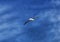 Albatross bird flying under blue sky in New Zealand