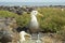 Albatross birds, Galapagos.