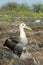 Albatross birds, Galapagos.