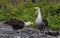 Albatross courtship galapagos