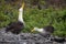 Albatross courtship galapagos