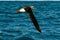 An albatross flies over the sea