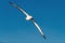 Albatross in flight, front view.  Shy albatross or shy mollymawk, scientific name : Thalassarche cauta